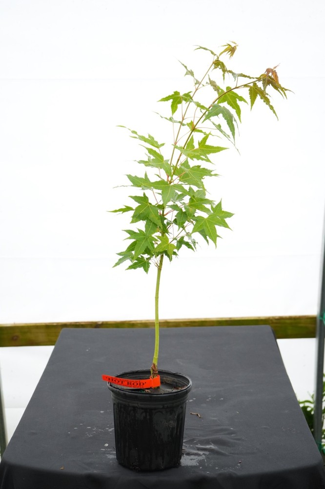 Acer oliverianum 'Hot Rod' Japanese Maple Heat Tolerant 1 Gallon RARE!!!