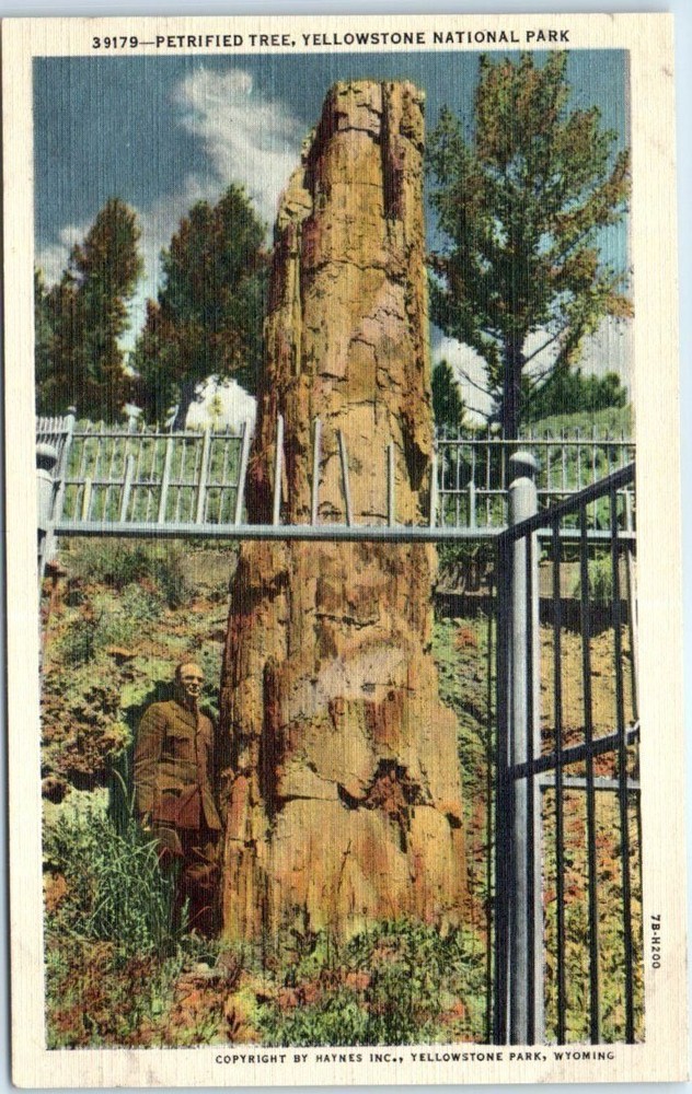 Postcard - Petrified Tree, Yellowstone National Park, Wyoming, USA