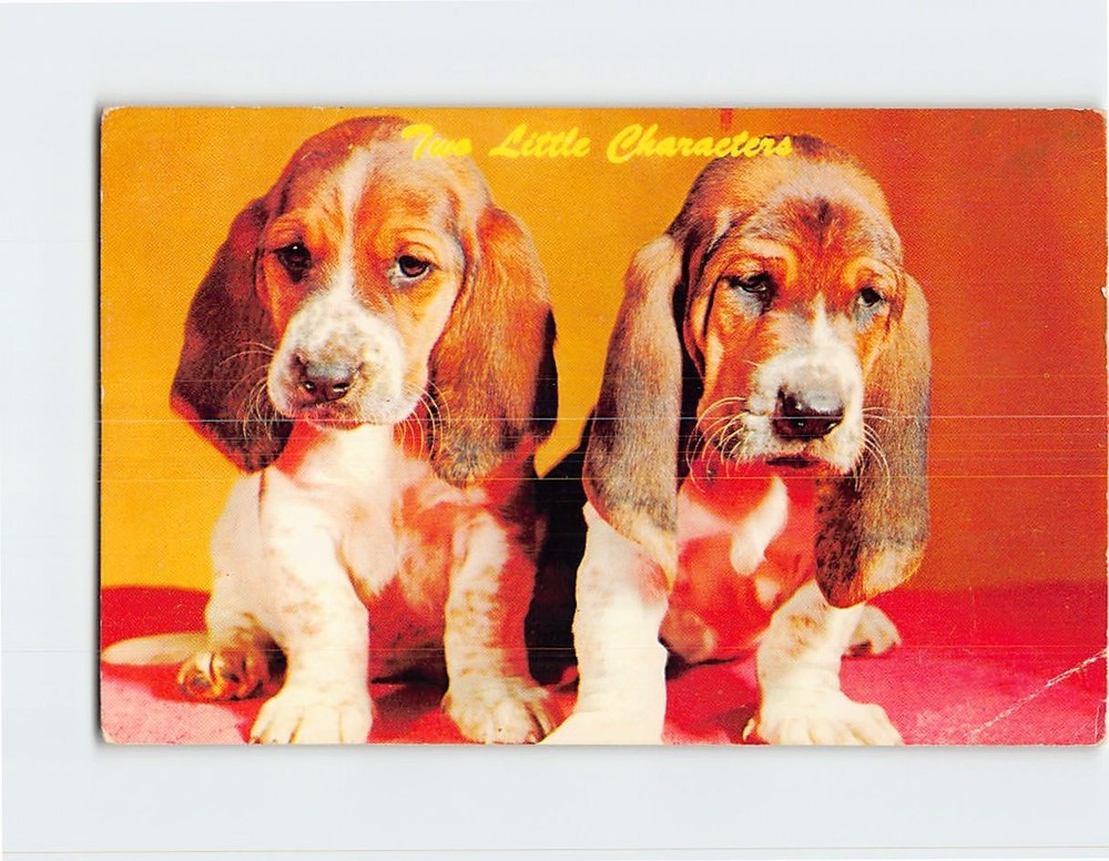 Postcard Two Little Basset Pups