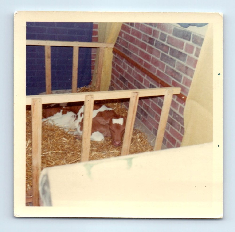 Old Vintage Square Color Photo COW CALF IN PEN SNAPSHOT PHOTOGRAPH PIC