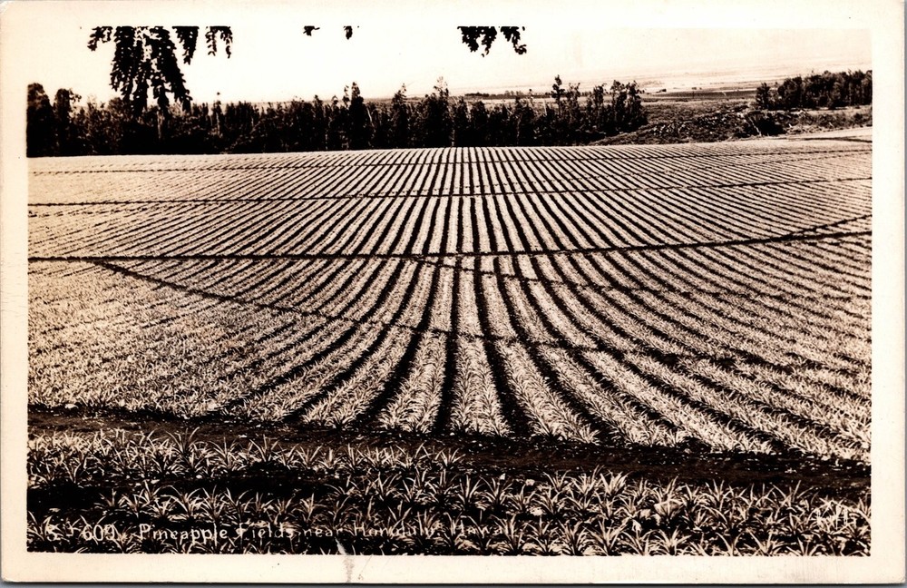 Vintage RPPC Pineapple Fields Honolulu Hawaii Agriculture Farming Postcard