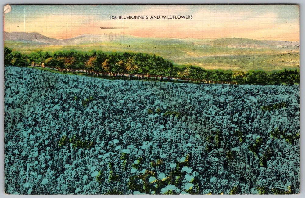 Vtg Linen Postcard Bluebonnets & Wildflowers Austin, TX 1950s