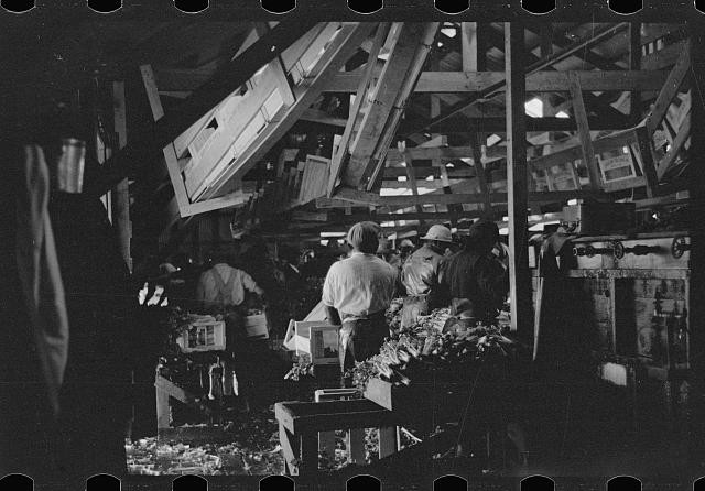 Photo:Sanford Florida FL 1937 Fruit Packing House Workers Arthur Rothstein