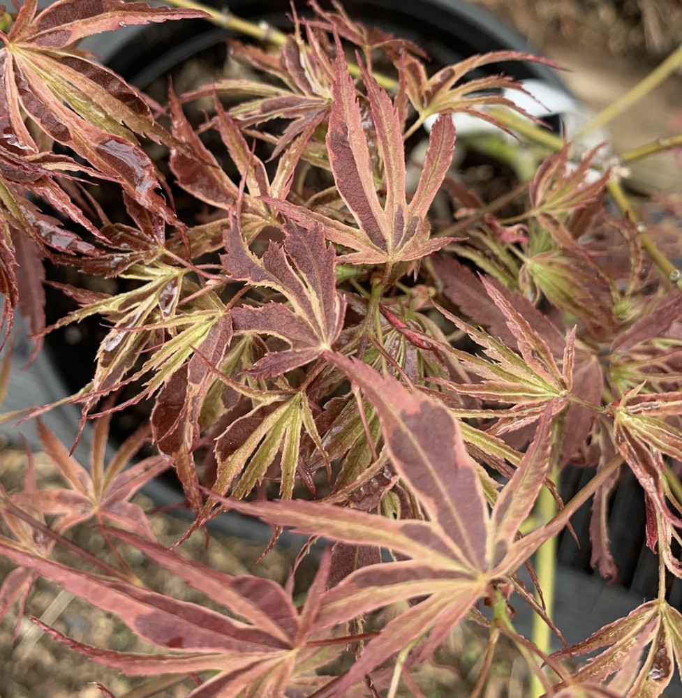 Acer palmatum 