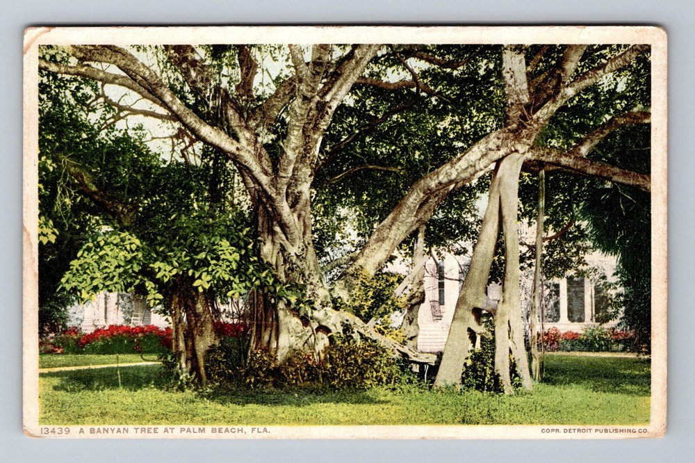 Palm Beach FL-Florida A Banyan Tree Vintage Postcard