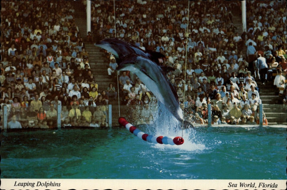 Leaping Dolphins trapeze Orlando Florida ~ vintage postcard