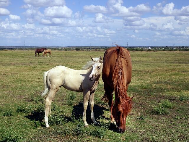 Photo:Venus Texas Cannon Quarter Horse Ranch 2014 Horses Foal Mare Pasture