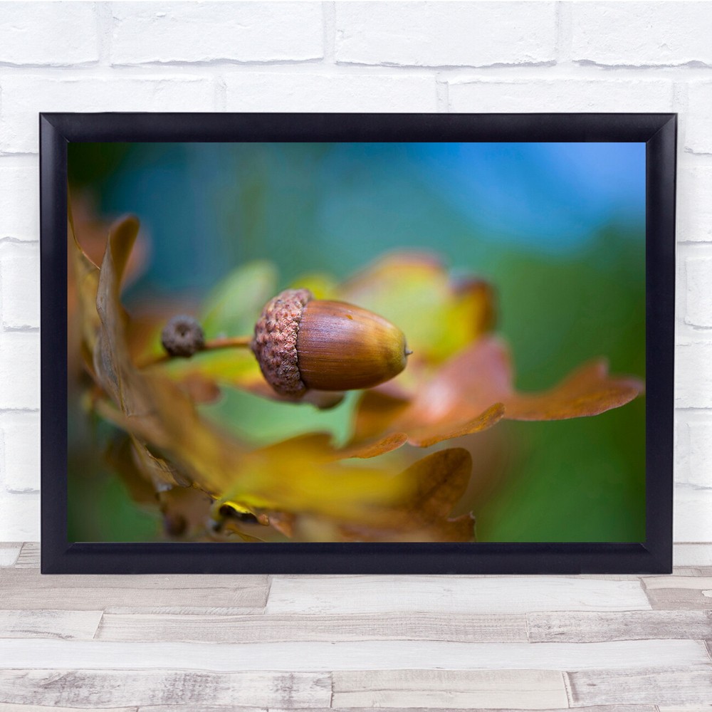Acorn Tree Oak Autumn Fall Close-Up Seed Oaktree Wall Art Print