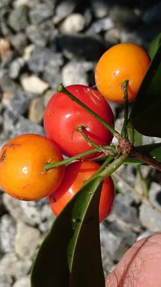 Eugenia Stigmatosa - 1 YR OLD