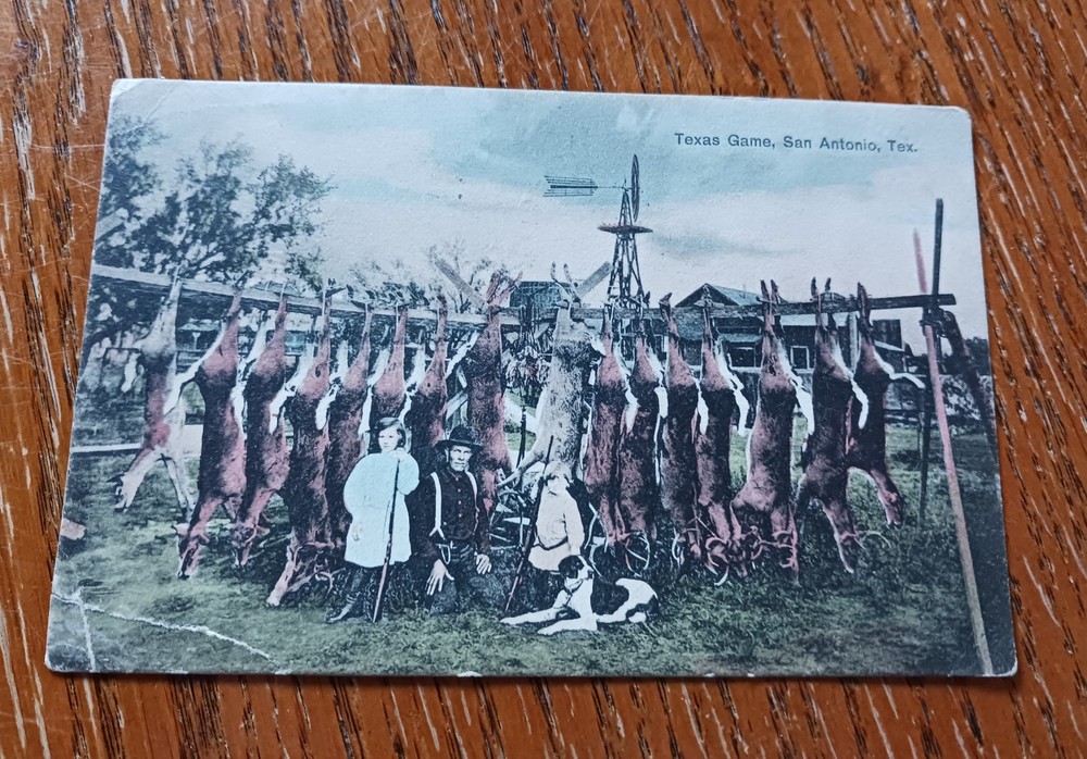 Vintage Postcard, Texas Game, San Antonio, Texas, Postmarked 1909