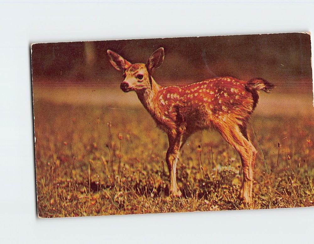 Postcard Deer/Fawn Greetings from Rock Rapids Iowa USA North America