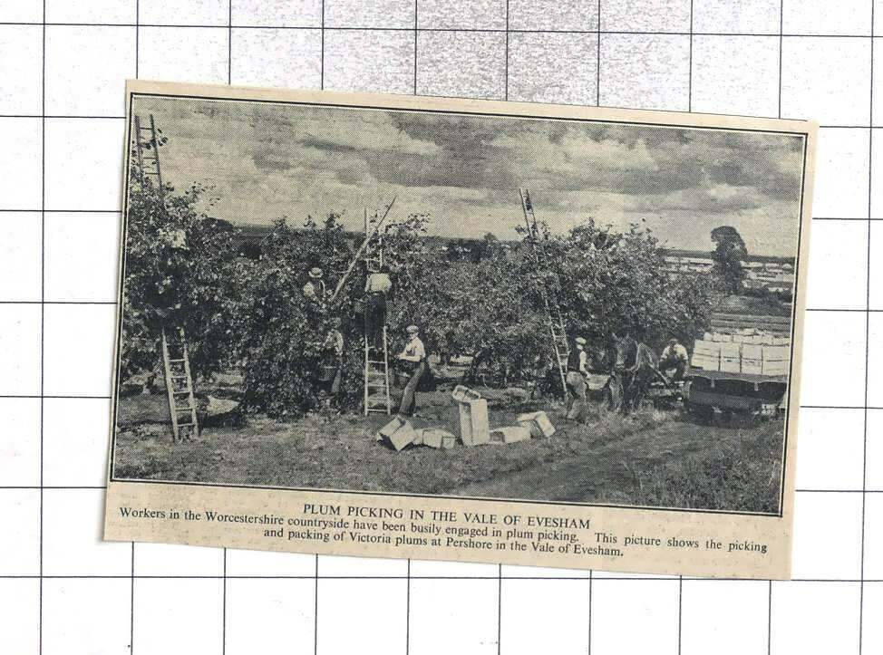 1946 Vintage Photo of Workers Harvesting Plums in Evesham Vale Pershore