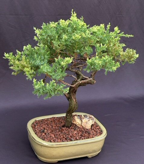 Juniper Bonsai Tree Outdoor Evergreen 17