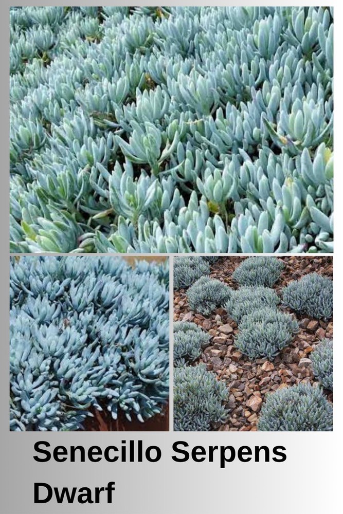 Senecillo Serpens Dwarf Succulent Plant 1gallon BARE ROOT EASY TO GROW