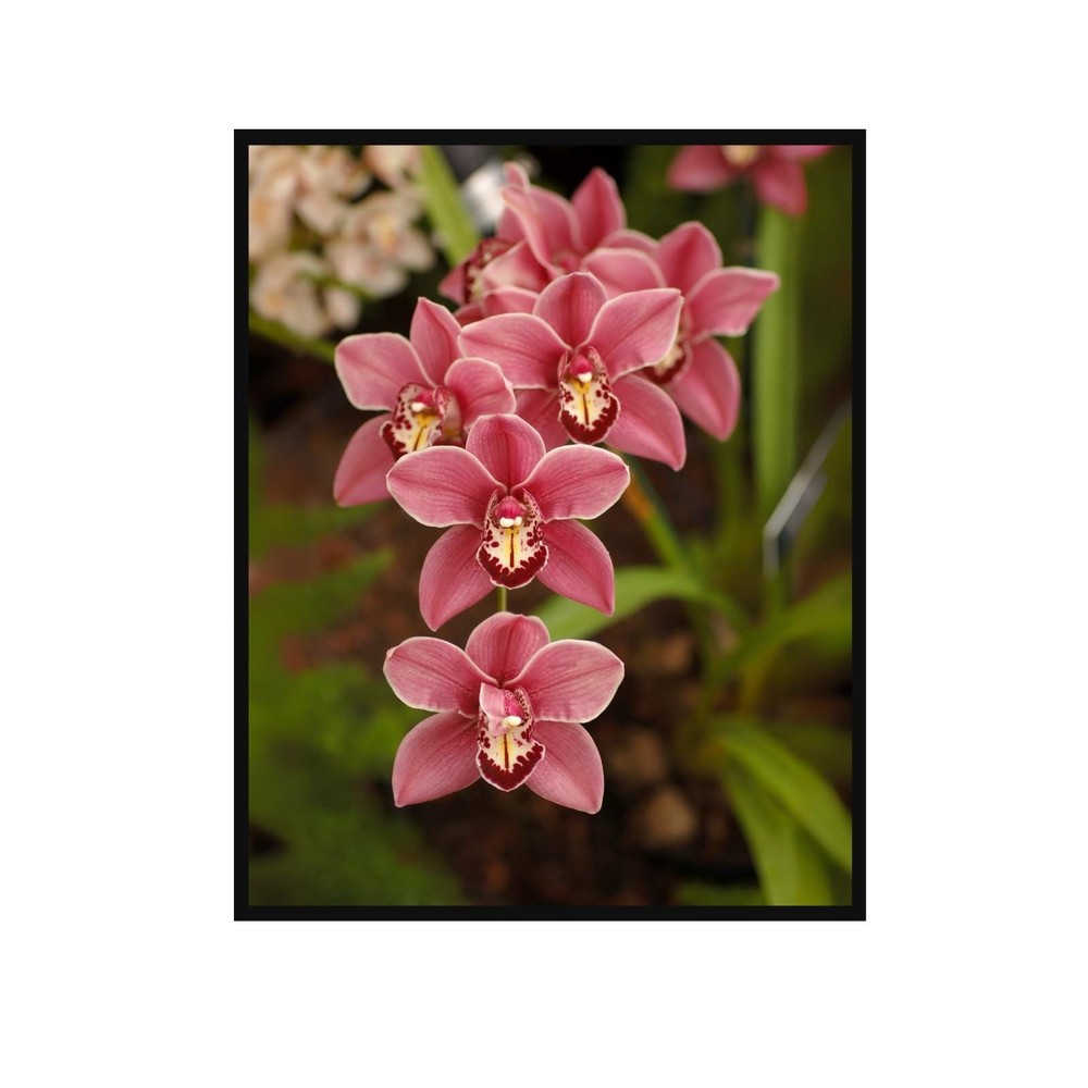 Orchid Poster Botanical Print Floral Wall Art for Living Room Home Decor