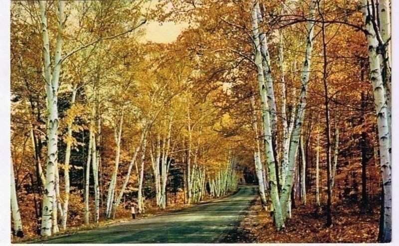 New Hampshire Postcard Birches Shelburne Memorial Highway White Mountains