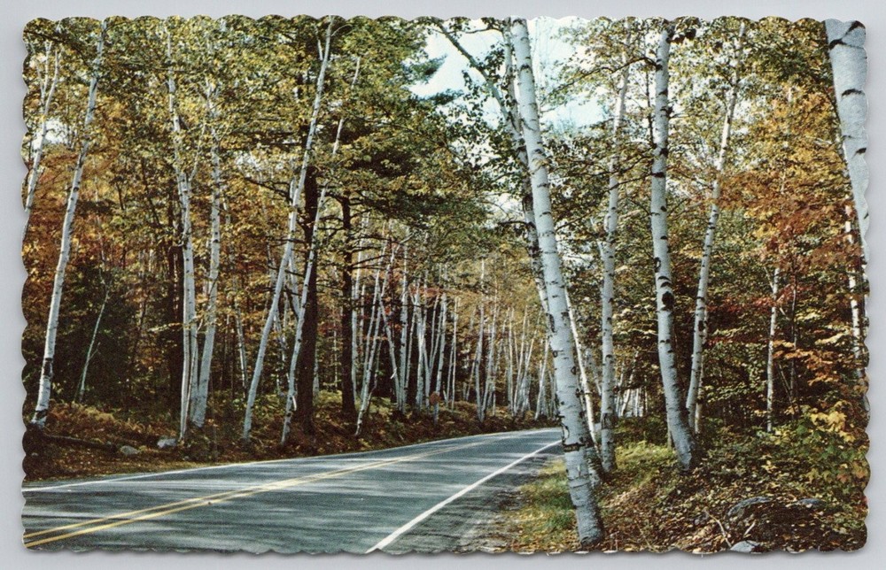Shelburne Birches New Hampshire Fall Foliage White Birch Trees Road Postcard
