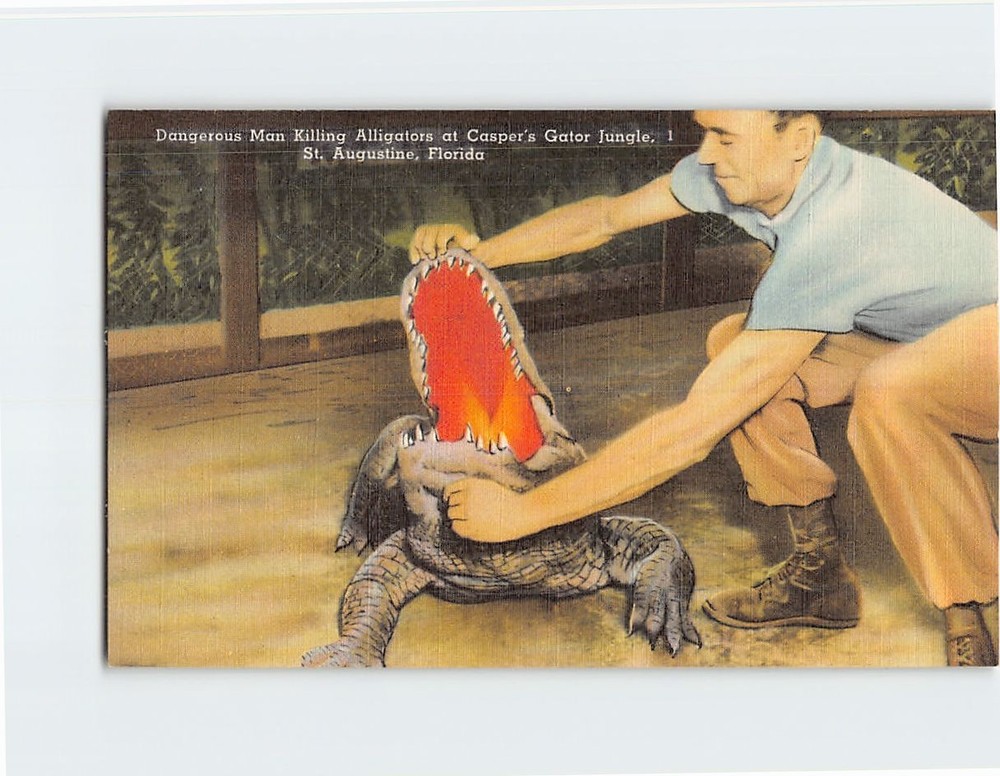 Postcard Alligator at Casper's Gator Jungle St. Augustine Florida USA