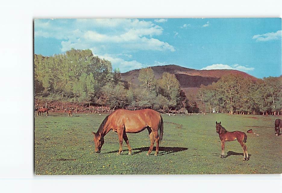 Postcard Two Beauties Mare Horse Foal Colt Field Mountain Vintage DR-97343-B