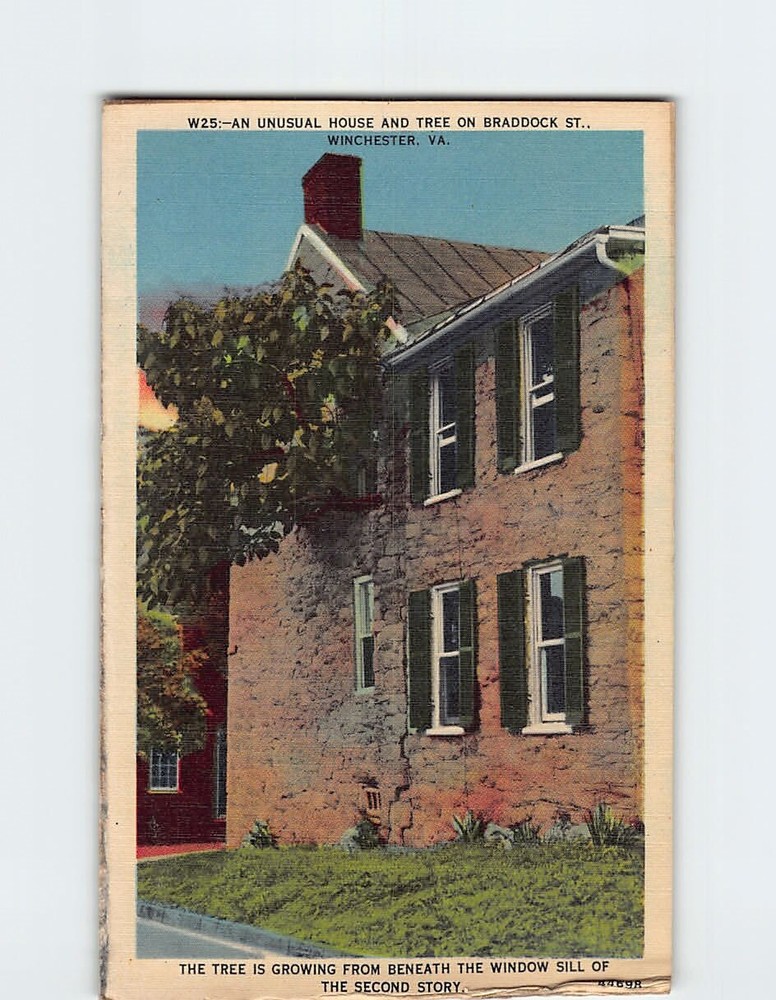 Postcard An Unusual House & Tree on Braddock St. Winchester Virginia USA