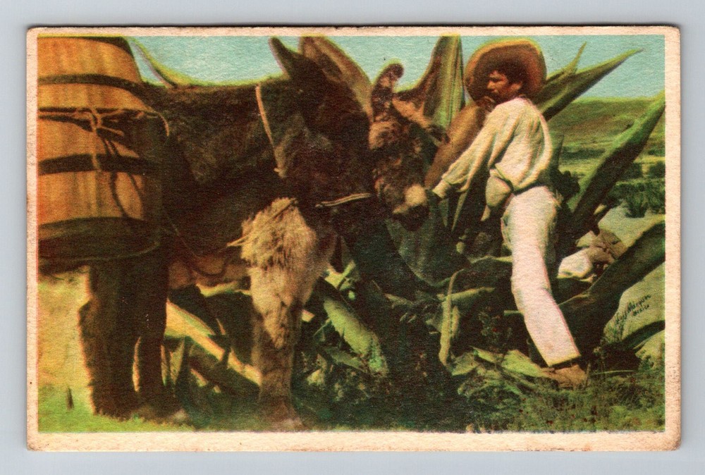 Mexico- Typical Mexican Man & His Donkeys Old Postal PC Vintage c1946 Postcard
