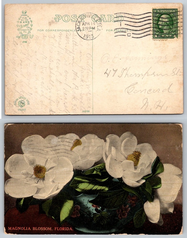 1913 Magnolia Blossom Florida Postcard H. & WB Drew Co. Jacksonville FL Posted