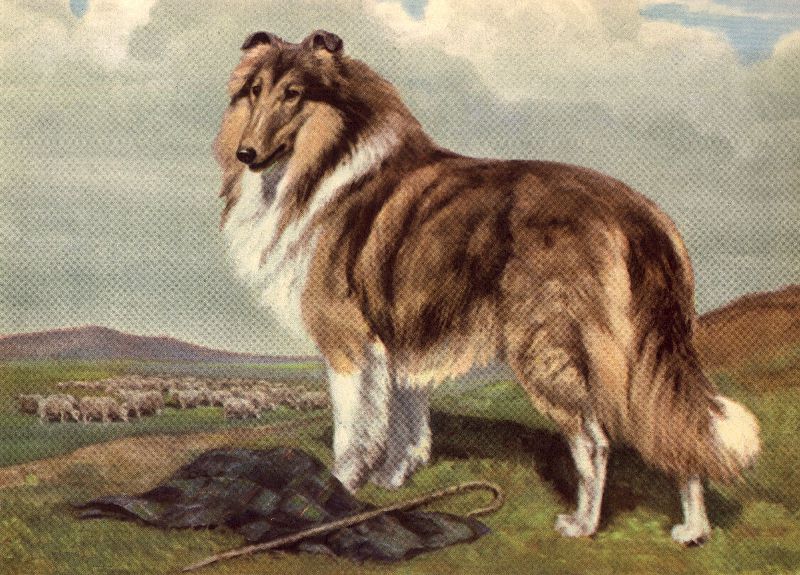 Collie - CUSTOM MATTED - Dog Art Print - Megargee