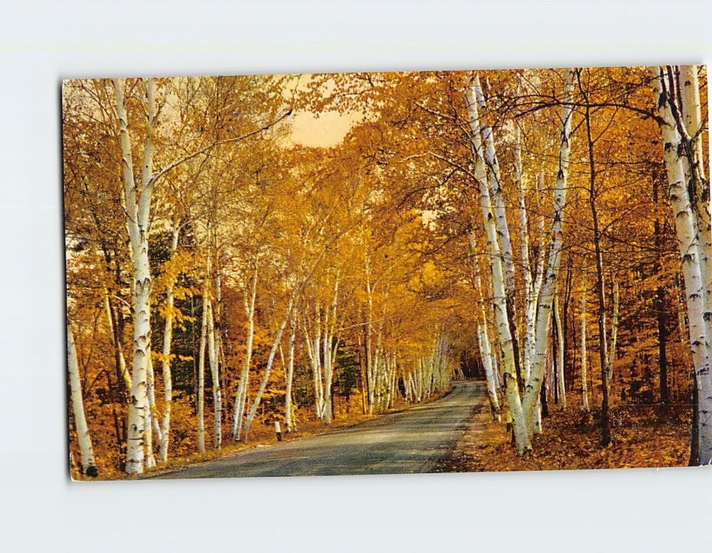 Postcard Shelburne Memorial Highway White Mountains USA