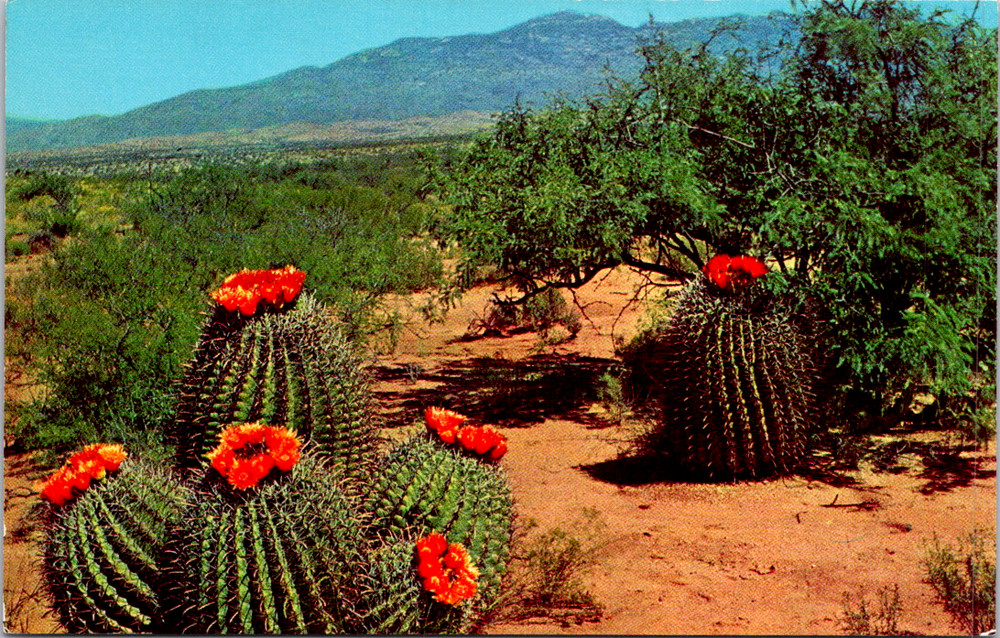 Vintage Postcard Barrel Cactus Blooming Southern Arizona Desert