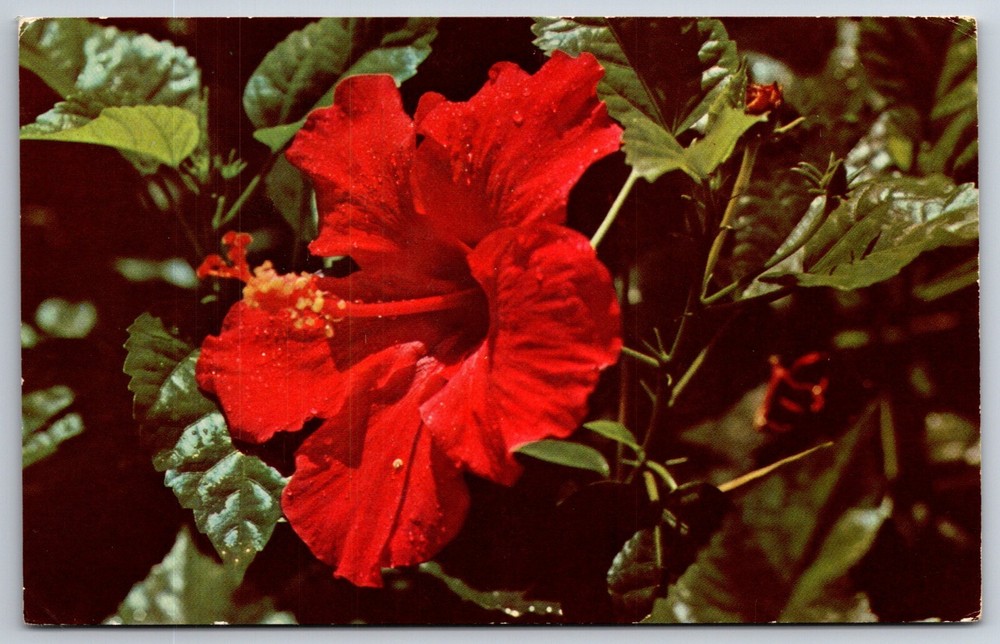 Flowers~Closeup of Red Hibiscus On Bush~Vintage Postcard