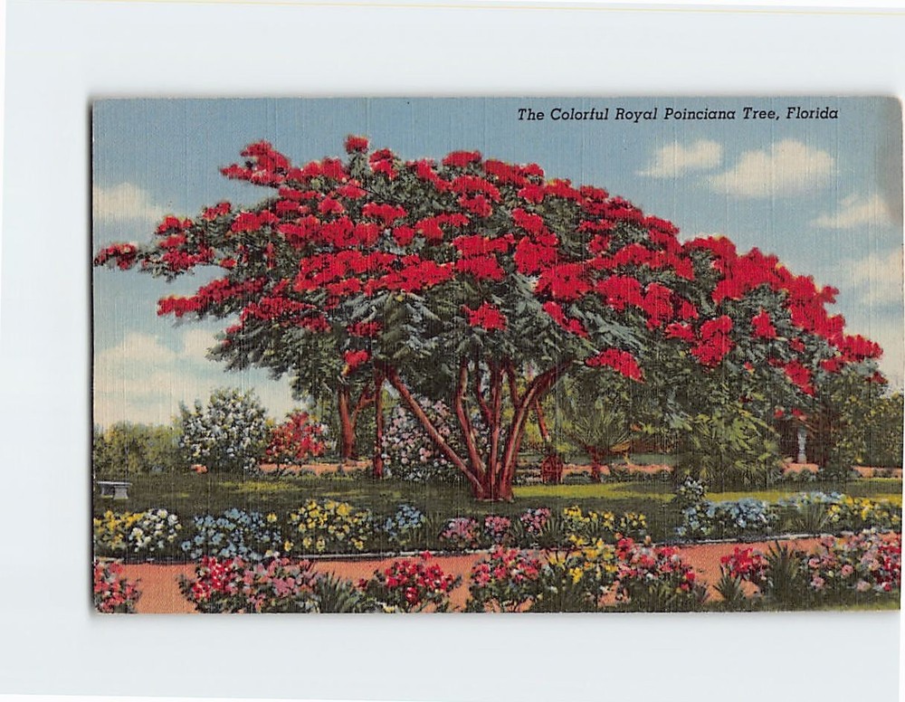 Postcard Royal Poinciana Tree Florida USA