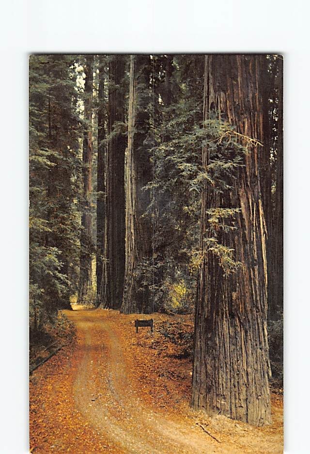 Postcard Among The California Redwoods Redwood Highway California USA