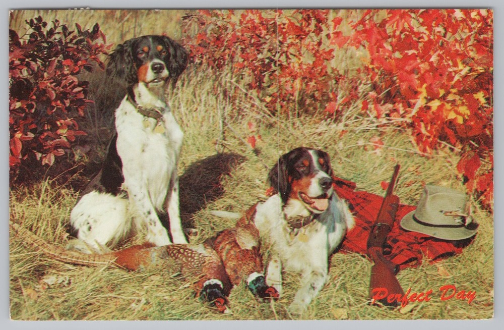 Animal~Hunting Dogs~Pheasants~Rifle~Vintage Postcard