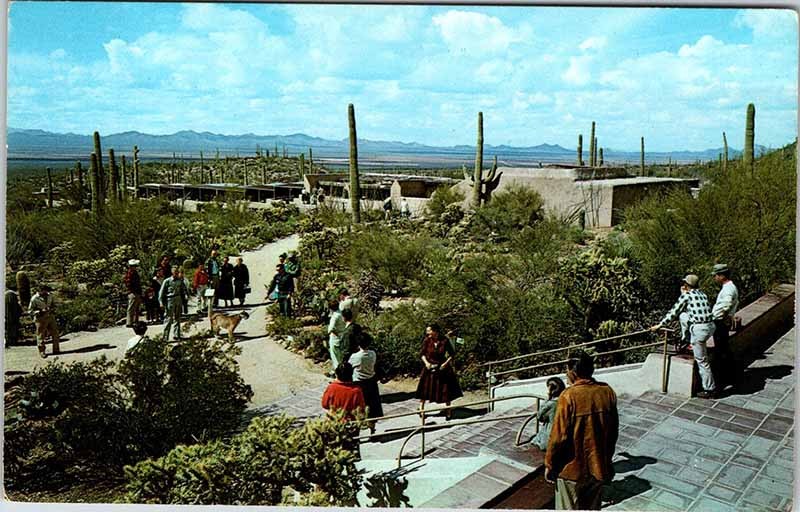 Postcard MUSEUM SCENE Tucson Arizona AZ m/09 AK0289