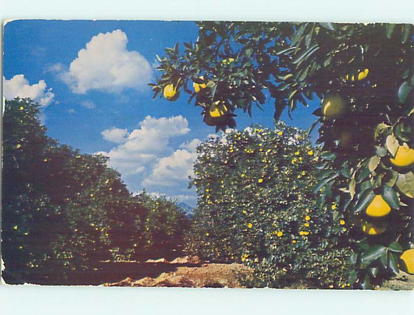 Chrome FARM SCENE Phoenix Arizona AZ AH4090