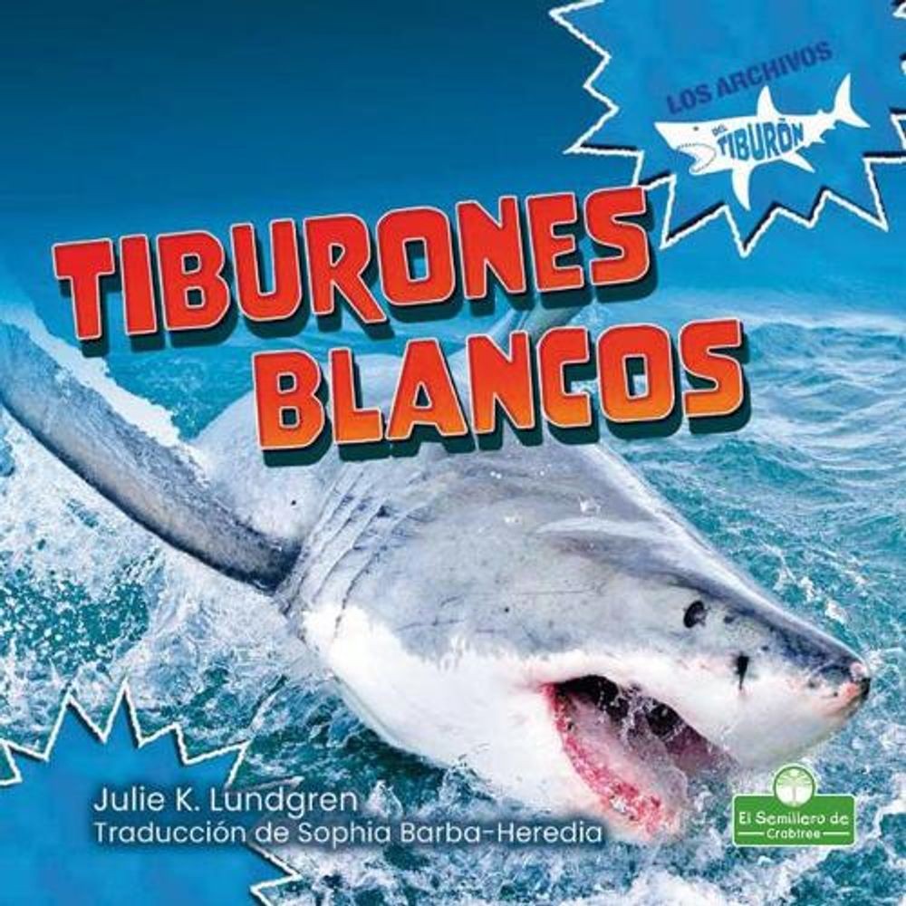Tiburones Blancos (Great White Sharks) by Julie K. Lundgren (Spanish) Paperback