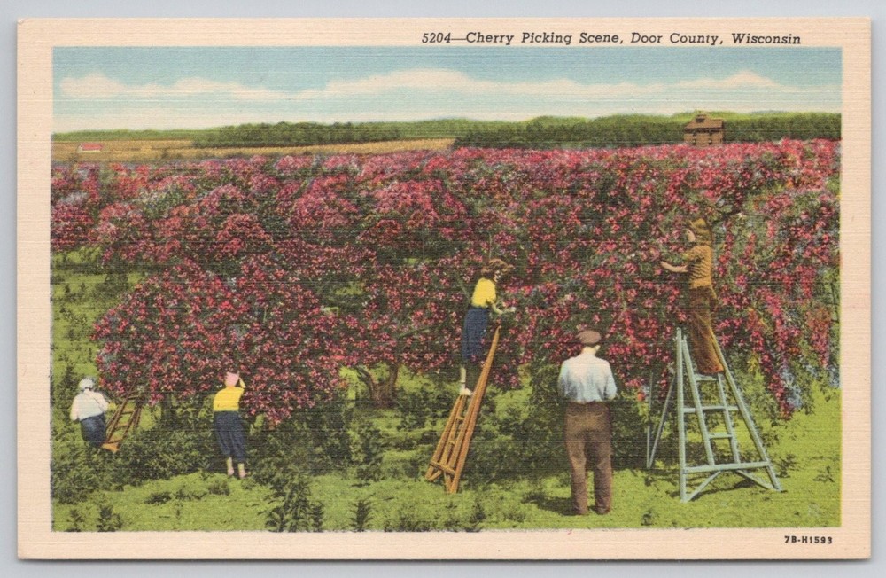 Vintage Linen Postcard Cherry Picking Scene Door County Wisconsin 1947