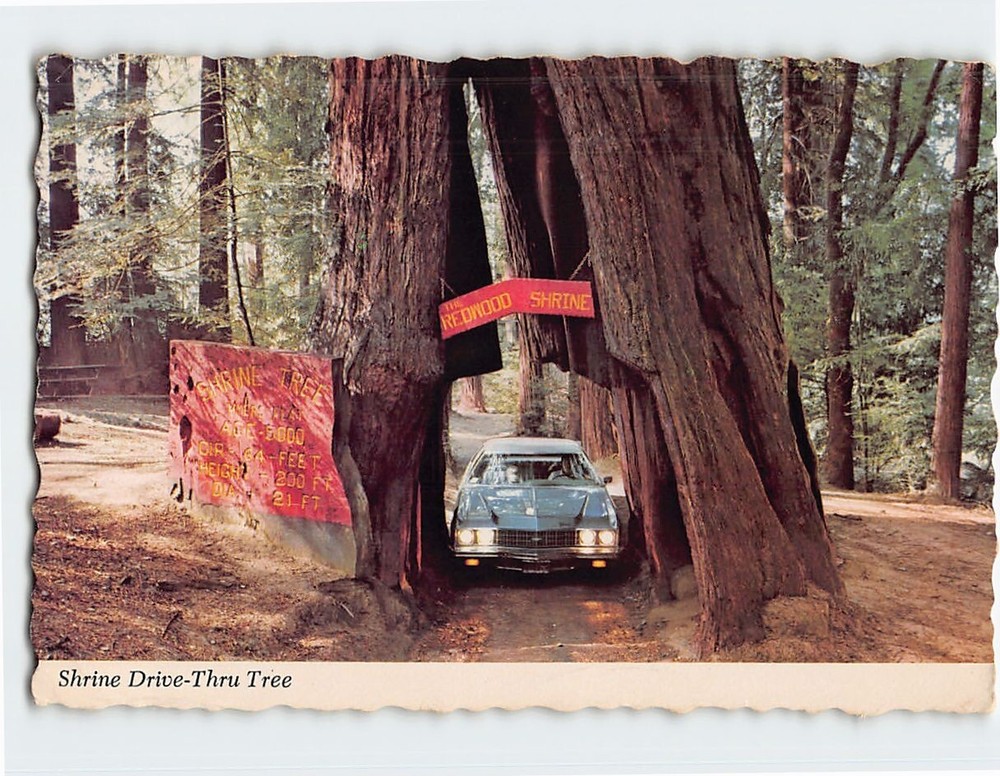 Postcard Shrine Drive Thru Tree Myers Flat California USA