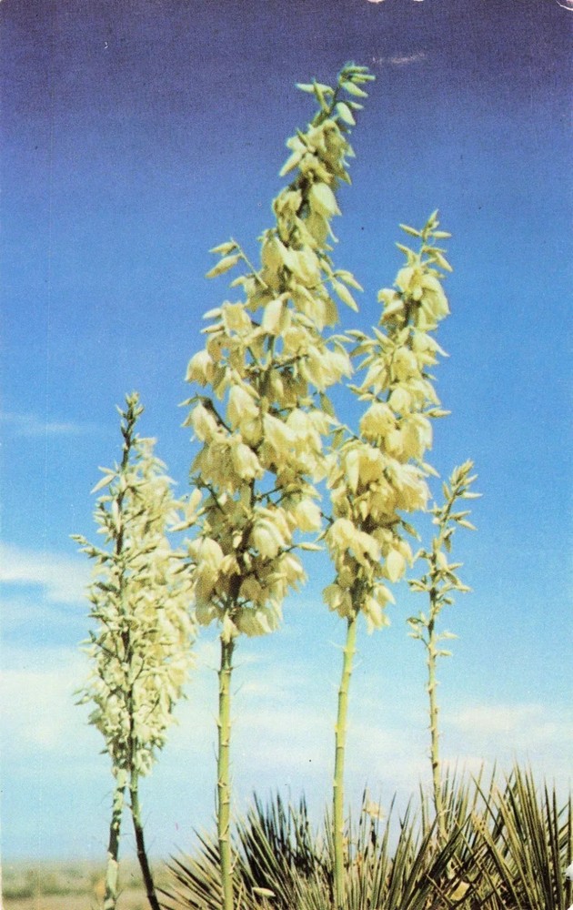 Yucca Flower Plant in Bloom - Postcard
