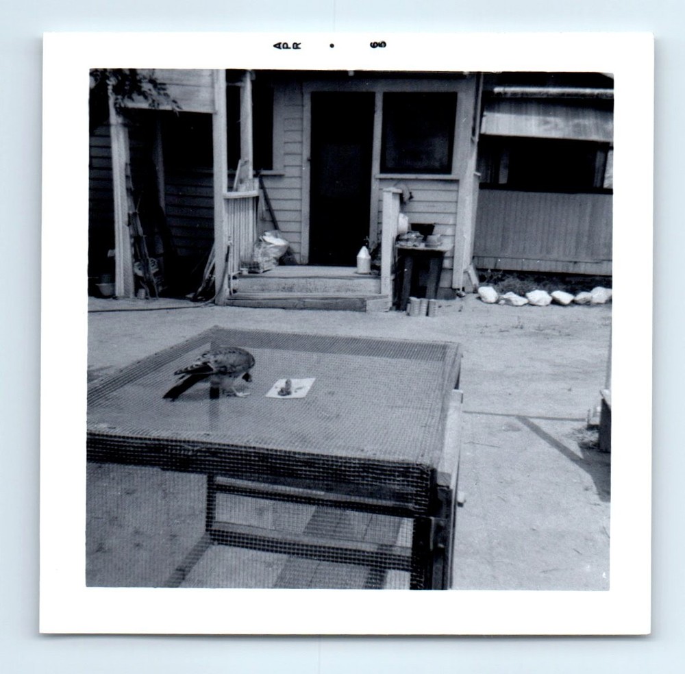 Old Vintage Square Photo BIRD HAWK SITTING ON CAGE IN YARD ANTIQUE SNAPSHOT