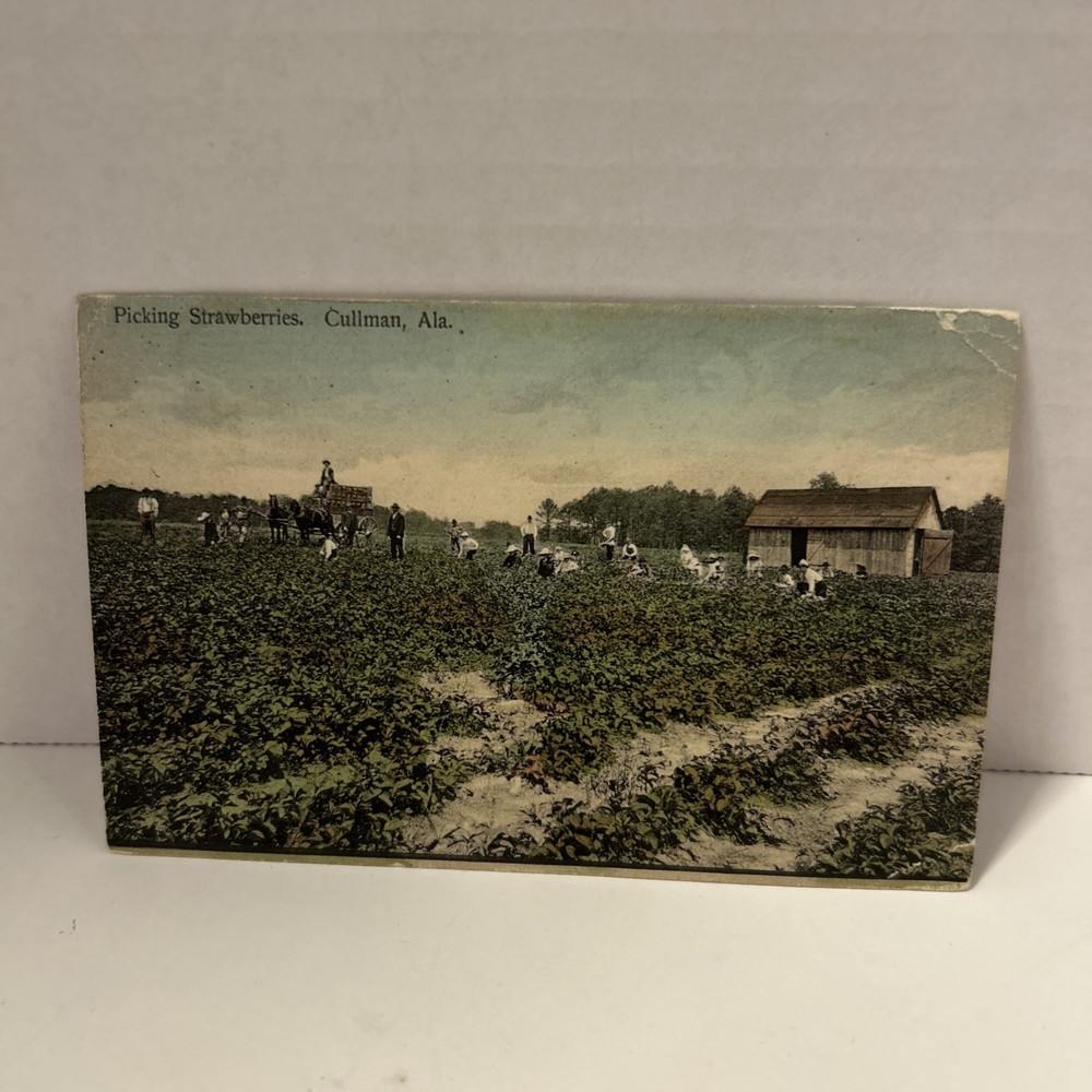Vintage Picking Strawberries Postcard Cullman Alabama Postmarked 1910