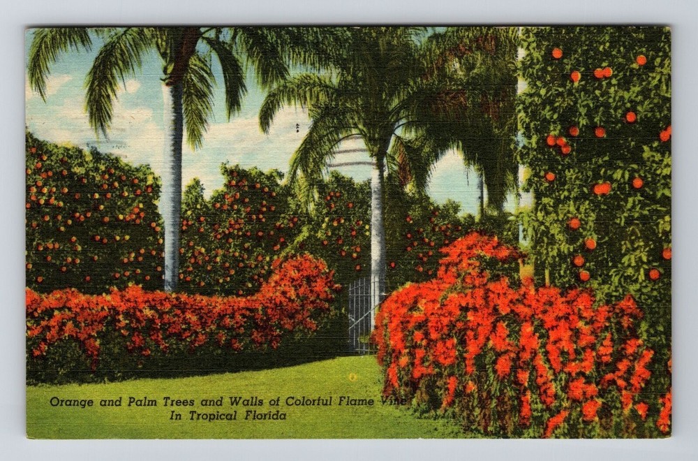 FL-Florida, Orange & Palm Trees, Flame Vines, Vintage Postcard