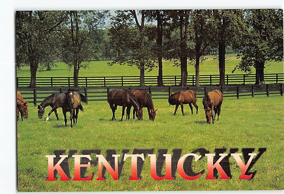 Postcard Kentucky Thoroughbreds Kentucky USA