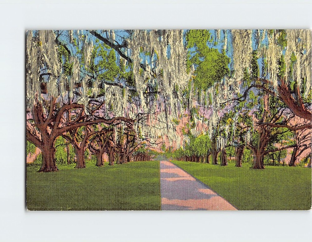 Postcard De La Ronde Oaks Versailles Plantation New Orleans Louisiana USA