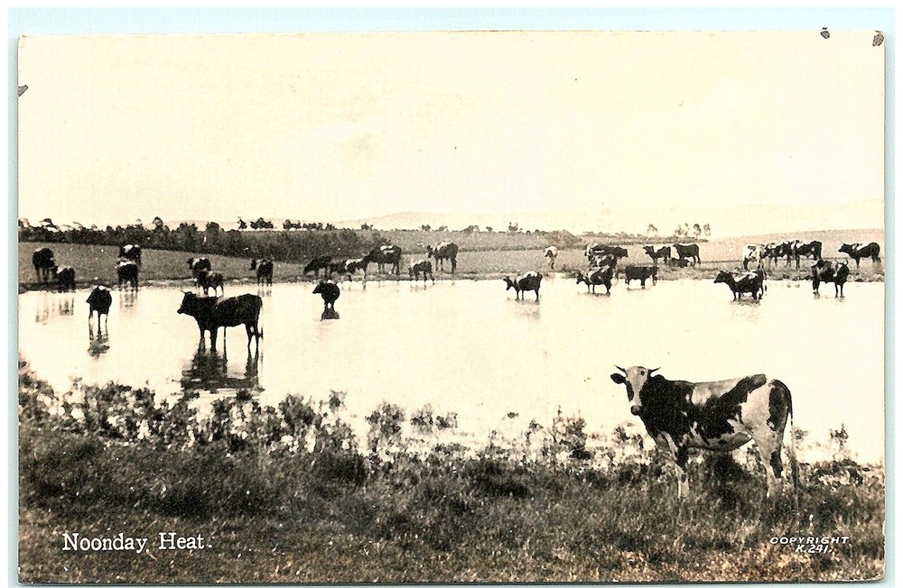 S02-1670, NOODAY HEAT, REAL PHOTO POSTCAR