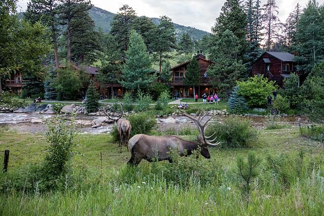 Photo:Estes Park Colorado Elk at Woodlands at Fall River Suites 2015