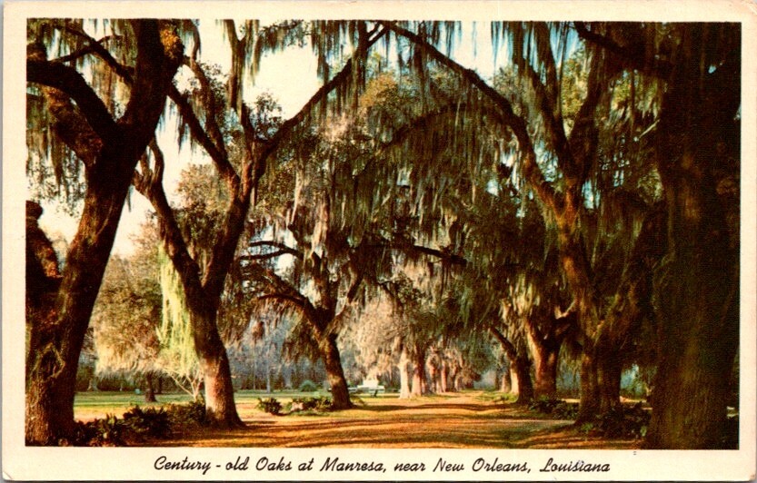 Vintage Postcard of Century-Old Oaks at Manresa in New Orleans Louisiana LA 8196