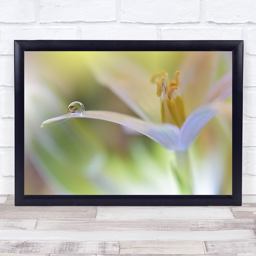Sunbeam Flower Drops Droplet Soft Delicate Wall Art Print