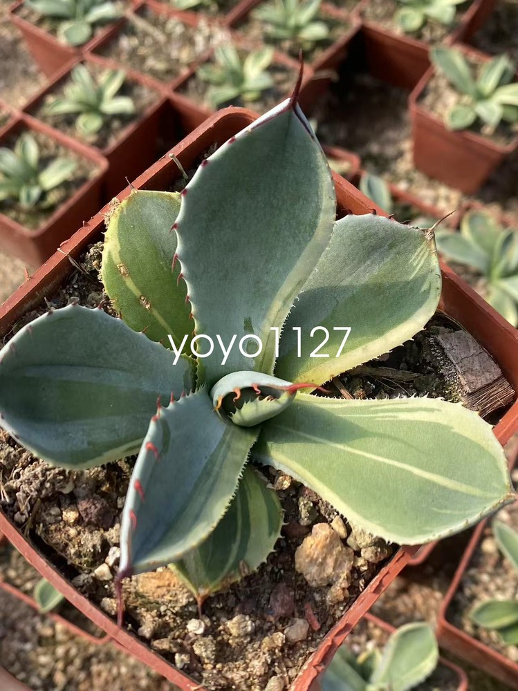 RareSucculent  Plant Agave parryi var. truncata Variegated  Boutique7-9CM