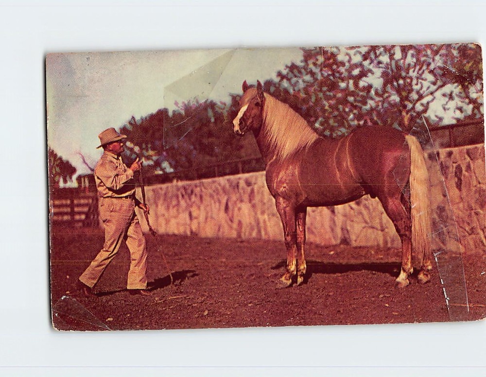 Postcard Beautiful Palomino Horse